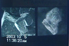 光学顕微鏡像とSEM像を並べて投影