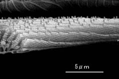 鱗粉の側部から見た多層膜構造