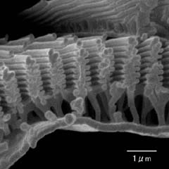 鱗粉の畝構造の断面拡大像（２）