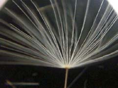 セイヨウタンポポの冠毛のルーペ拡大写真
