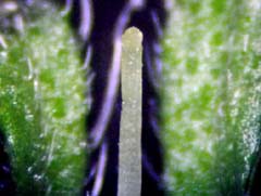 図17　雌蕊の光学顕微鏡像