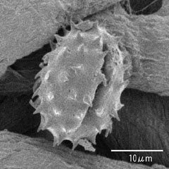 図3　セイタカアワダチソウの花粉