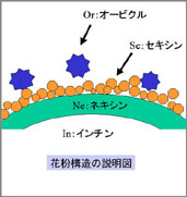 花粉壁部の構造説明図