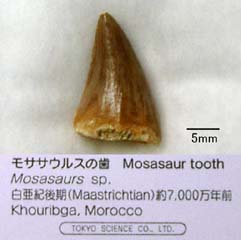 購入したモササウルスの歯