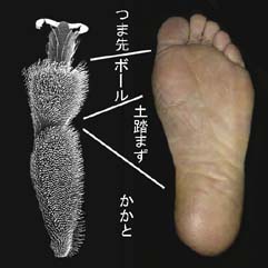 テントウ虫と人間の足裏の比較