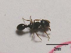 小アリの写真