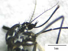 蚊の頭部のデジタルカメラ像