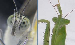 蝶とカマキリの偽瞳孔の比較