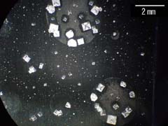 析出した塩結晶の光学顕微鏡像