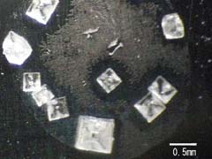 図8下部の水滴部の光学顕微鏡像