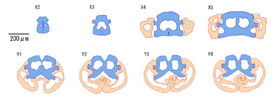先端からの産卵管の構造変化a