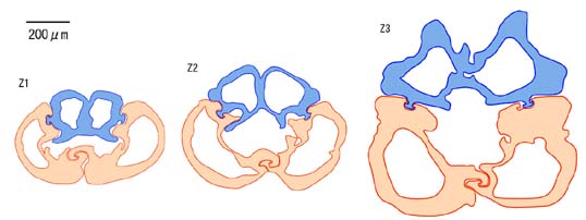 先端からの産卵管の構造変化b