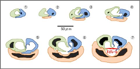 図21の産卵管断面の構造図
