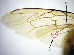 セイヨウミツバチの後翅の翅脈