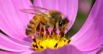 コスモスから採蜜するセイヨウミツバチ