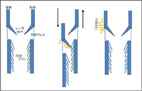 花粉櫛から花粉かごに移すようす