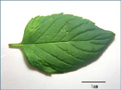 オーデコロンミントの葉の表面