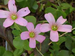 ムラサキカタバミの花