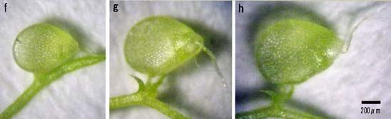 図2　タヌキモの捕虫嚢の成長2