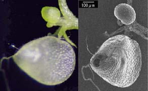 図3　成長した捕虫嚢と芽嚢
