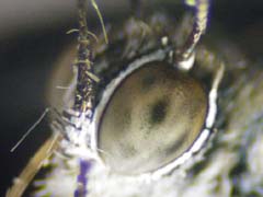 図5　シジミの複眼の偽瞳孔