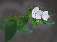 図１　ムラサキの花