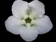 図２　ムラサキの花弁