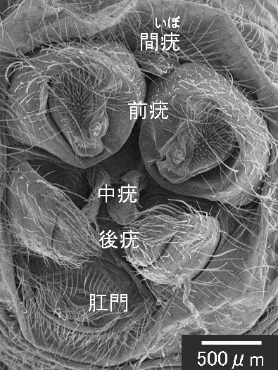 �������n�i���ځj