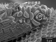 斜めから見た口吻先端強拡大