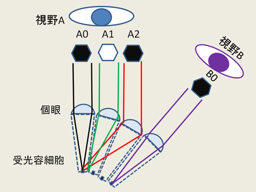 ɑ̋UE1