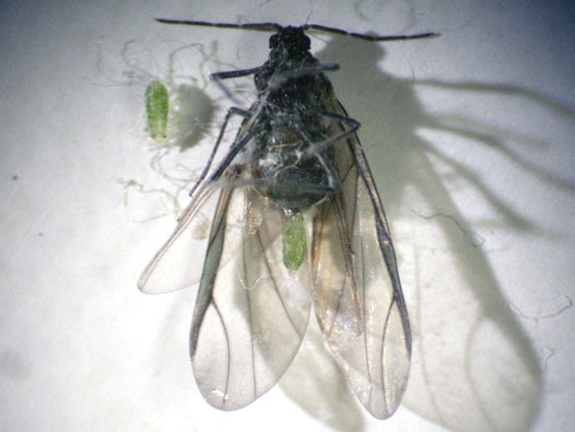 c𐶂ސᒎ