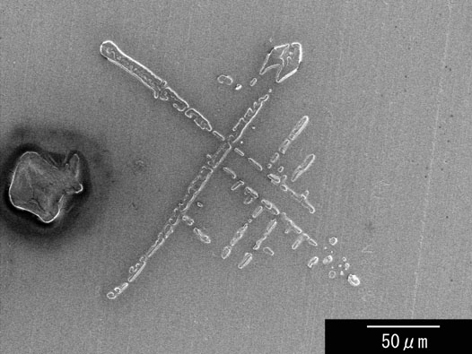 ���̌���C