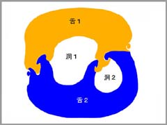 舌部の構造説明図