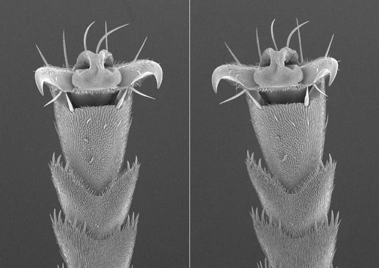 �O�r��̃X�e���I���i���s�@�j