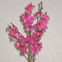 花屋で求めた花梅