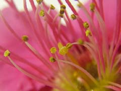 雄蕊と雌蕊