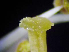 雌蕊の柱頭部