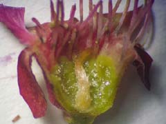 花の断面
