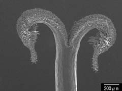 図17　発育した雌蕊
